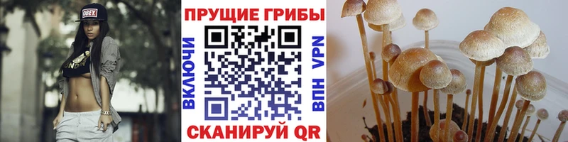 Псилоцибиновые грибы GOLDEN TEACHER  Снежногорск 